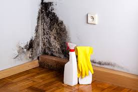 Why You Should Choose Our Mold Remediation Services in Citrus Park, FL